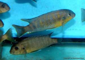 Tropheops romandi 'Domwe Island'